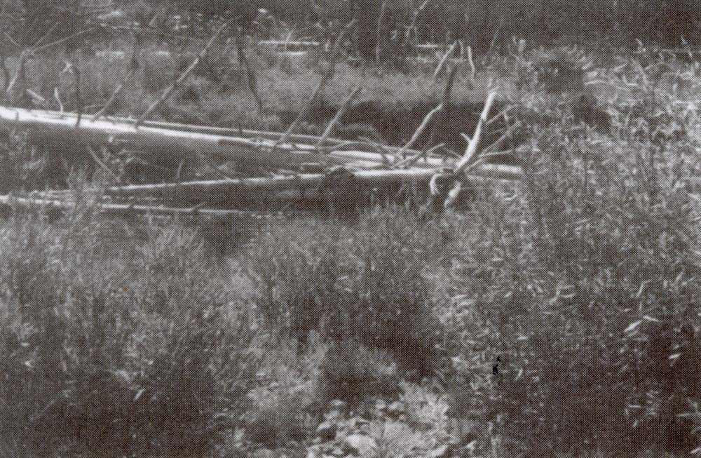 wetland type image