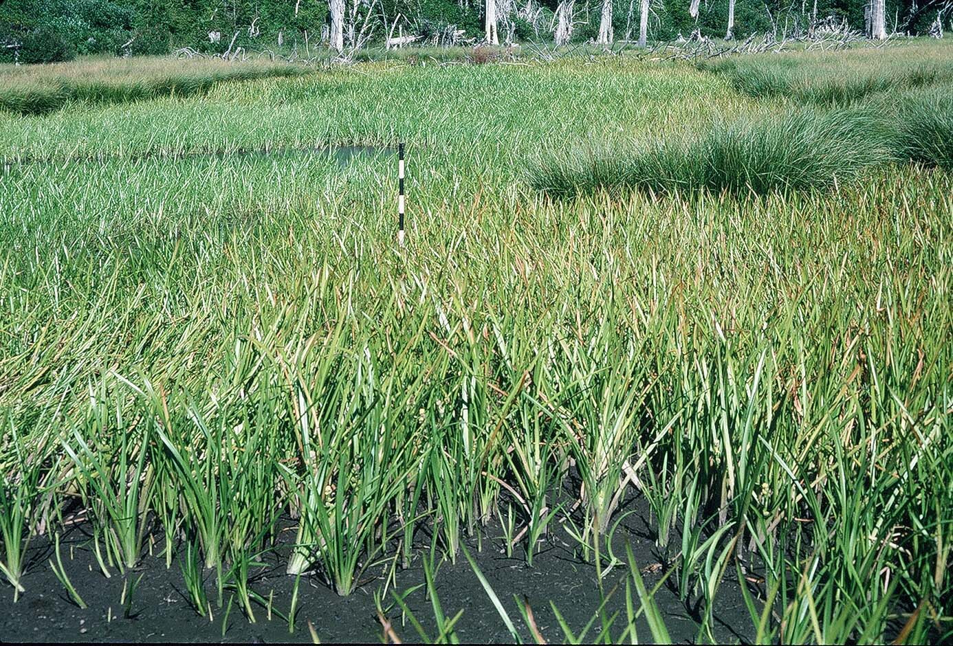 wetland type image